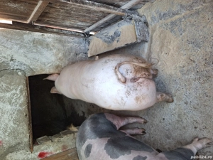 De vanzare 2 purcele de carne pietrean   - imagine 5