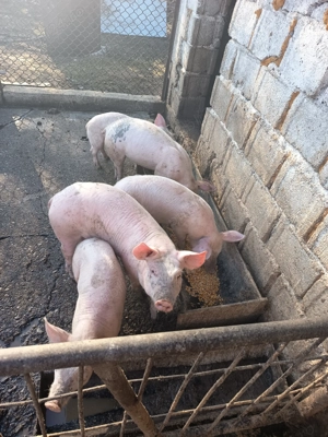 Purcei landrace cu pietrain 3 luni - imagine 2