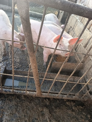 Purcei landrace cu pietrain 3 luni - imagine 1