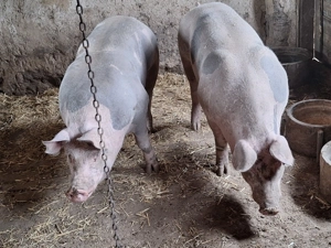 Porci pitrain 170kg  - imagine 3