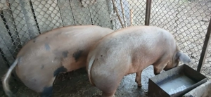 Vand porc, rasa Duroc - imagine 2