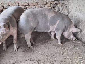 Porci pitrain 170kg 