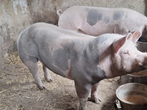 Porci pitrain 170kg  - imagine 2