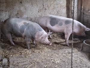 Porci pitrain 170kg  - imagine 4