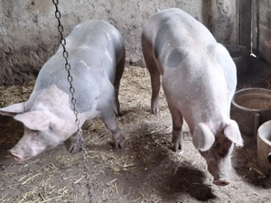 Porci pitrain 170kg  - imagine 5