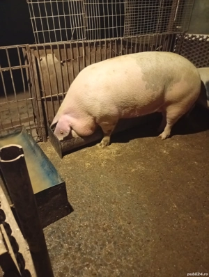 porc 250kg