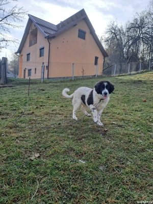 femela ciobanesc de bucovina - imagine 2