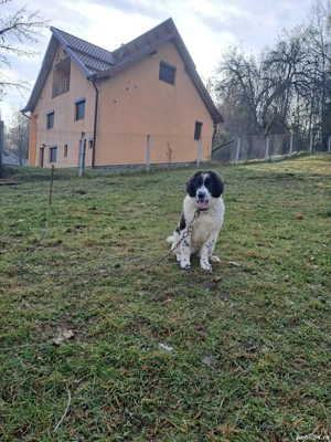 femela ciobanesc de bucovina