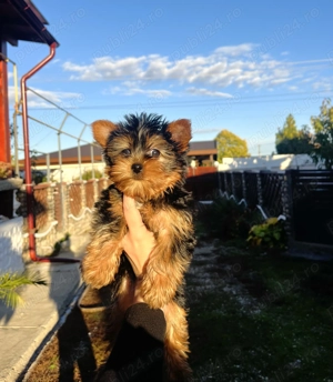 Fetița micuță Yorkshire Terrier 