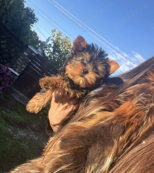 Fetița micuță Yorkshire Terrier 