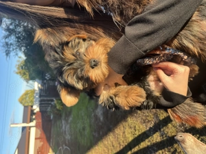 Fetița Yorkshire Terrier 