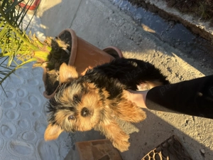 Băiețel Yorkshire Terrier 