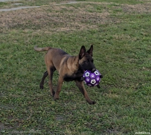 Belgian malinois femele - imagine 2