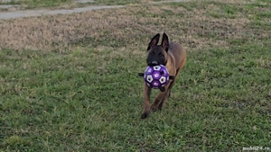 Belgian malinois femele - imagine 3