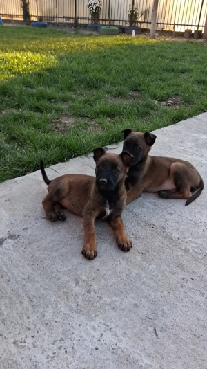 Pui ciobănesc belgian malinois 