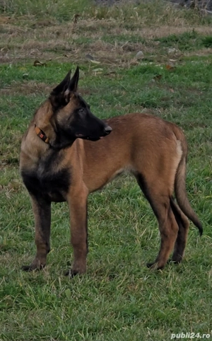 Belgian malinois femele - imagine 5