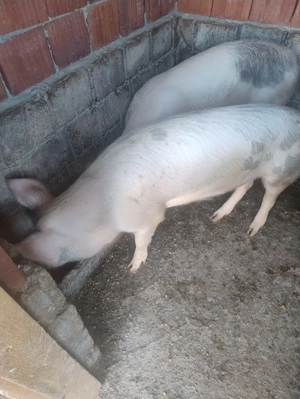 Porci de sacrificat  - imagine 3