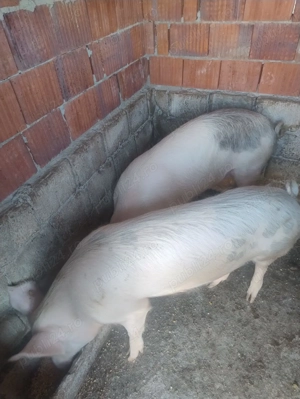 Porci de sacrificat 