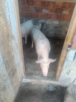 Porci de sacrificat  - imagine 2