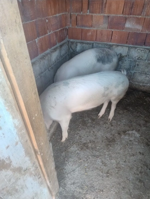 Porci de sacrificat  - imagine 4
