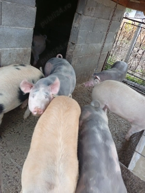 Porci de vanzare numai buni pt Crăciun ! - imagine 2