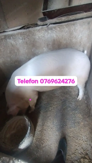 Vând porc de carne mascul 