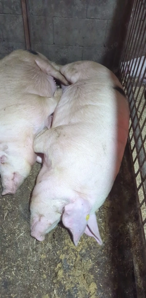Porci De vanzare  - imagine 4