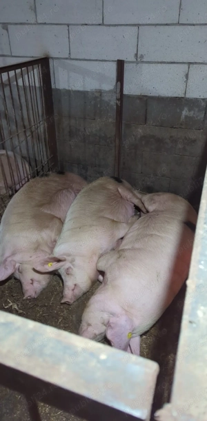 Porci De vanzare  - imagine 3