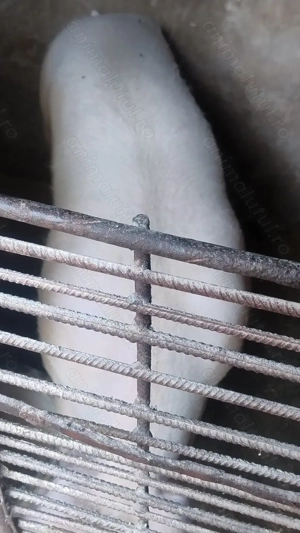 Vând porc de carne mascul  - imagine 2