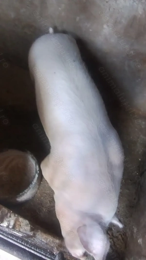 Vând porc de carne mascul  - imagine 3