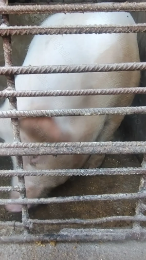 Vând porc de carne mascul  - imagine 5