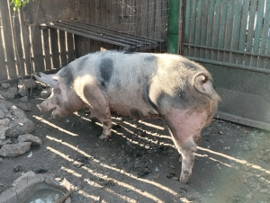 Porci de vânzare  - imagine 2
