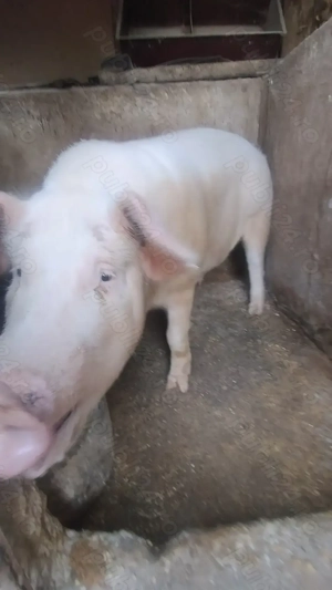 Vând porc de carne mascul  - imagine 3