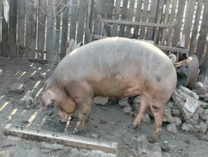 Porci de vânzare  - imagine 3