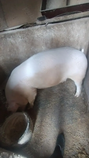 Vând porc de carne mascul  - imagine 4