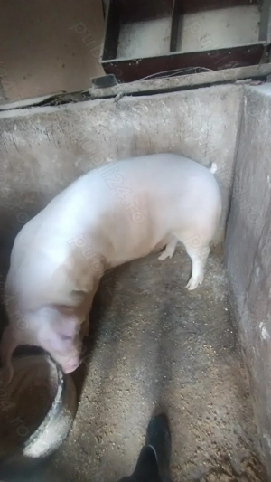 Vând porc de carne mascul  - imagine 2