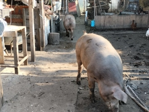 Porci de vânzare  - imagine 4