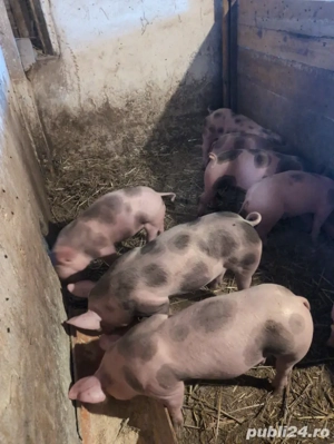 Purcei Pietrain de 9 săptămâni  - imagine 4