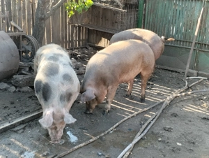 Porci de vânzare  - imagine 5