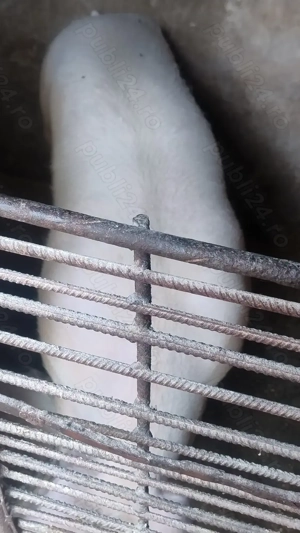 Vând porc de carne mascul  - imagine 5
