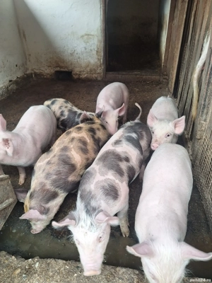 De vanzare purcei si grăsuni 