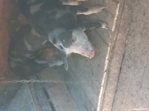 Porcii de vânzare  - imagine 4