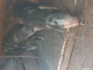 Porcii de vânzare  - imagine 5