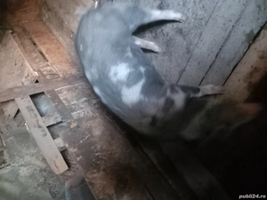 Porcii de vânzare  - imagine 2