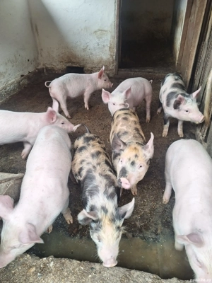 vand purcei si grasuni 