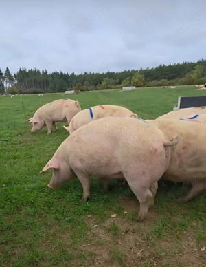 Vand porc gras crescut liber pe pășune 80 - 200 kg - imagine 2