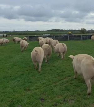 Vand porc gras crescut liber pe pășune 80 - 200 kg - imagine 3