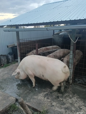 porci de vânzare 