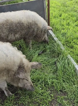 Vand porc gras crescut liber pe pășune 80 - 200 kg - imagine 5