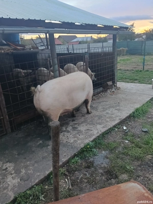 porci de vânzare 